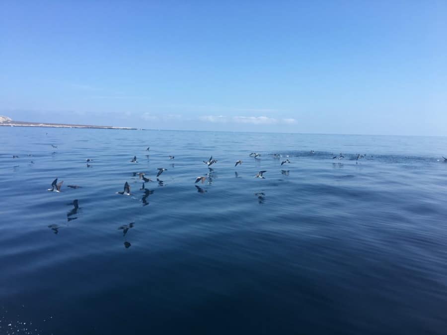 Blue-footed boobies and other marine birds in Marietas Islands.