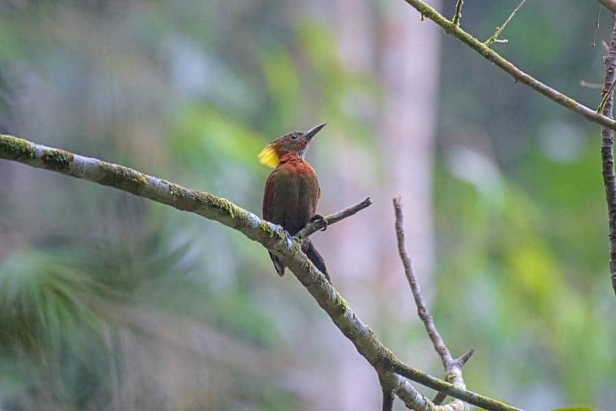 A picture of a checkered-throated woodpecker