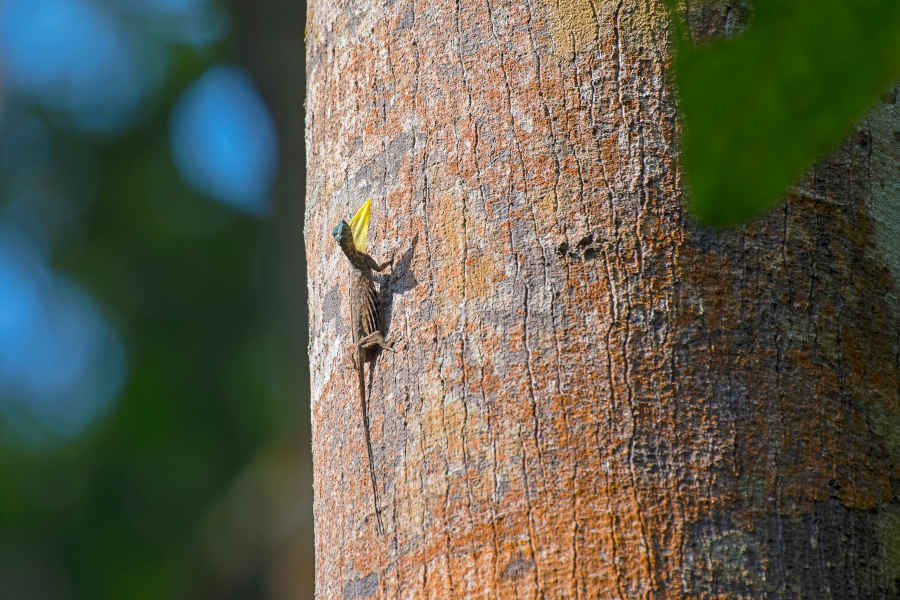 A picture of a Draco lizard