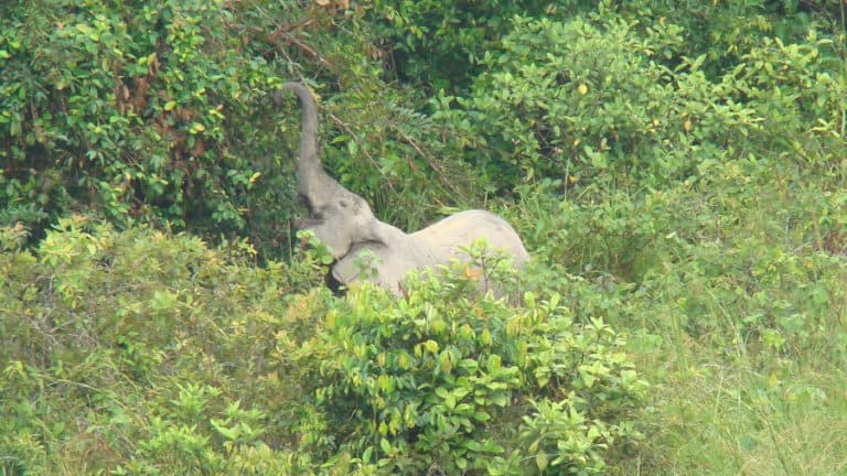 Has poaching decreased for all elephants? Forest elephants are still vulnerable.