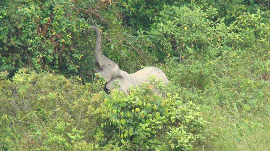 Has poaching decreased for all elephants? Forest elephants are still vulnerable.