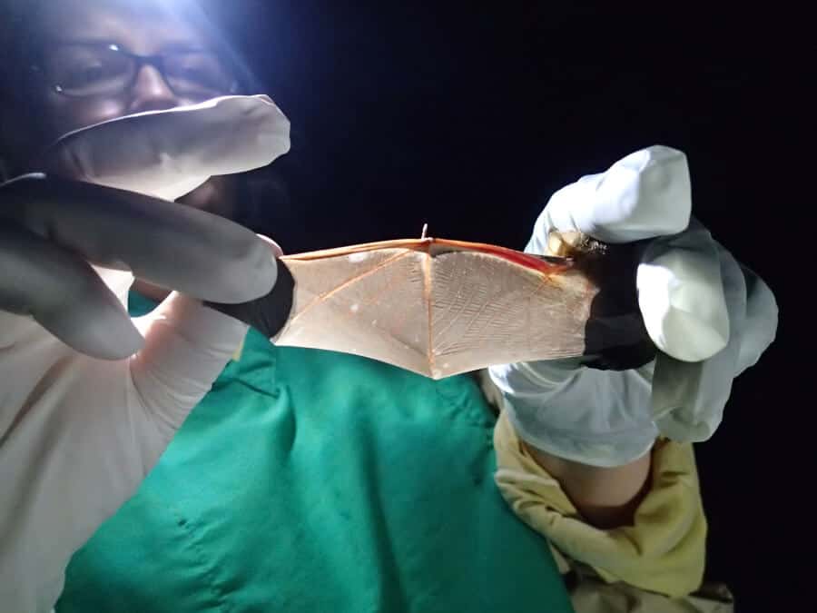 Bat biologist Lisa Gatens collecting data on a silver-haired bat. She is looking at the knuckle joints to see if the bones are fully ossified. If they aren't, this tells her that it is a juvenile. Photo by Kelley Stanfield.