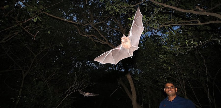 Bat biologist Lisa Gatens talks about setting up mist nets on trails to catch bats for research. We saw these bats use trails in Amboli, India, when we were setting up camera traps near dusk.