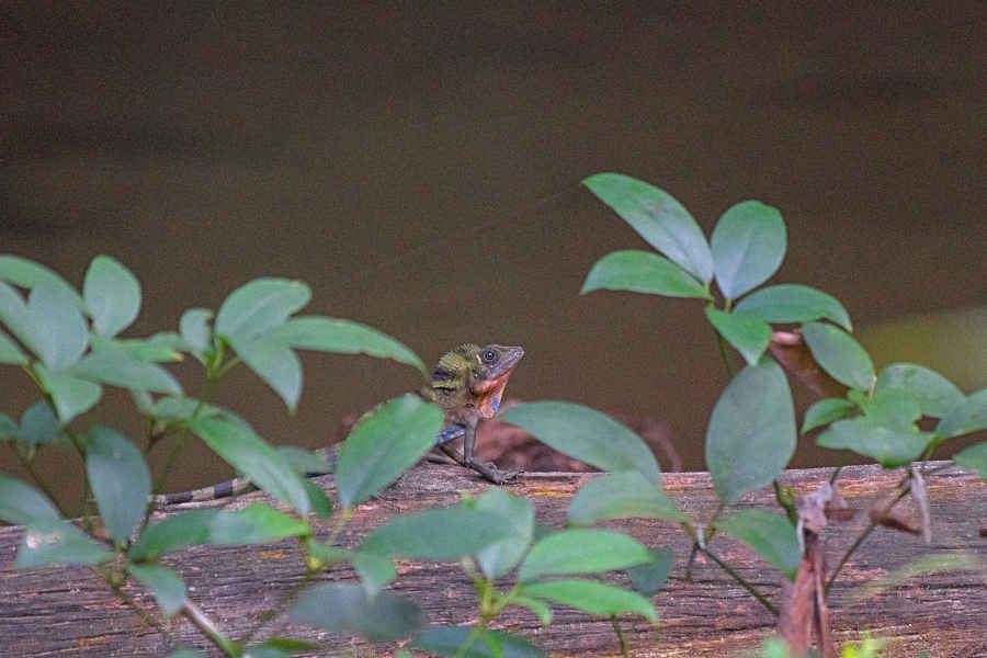 A closeup picture of a lizard