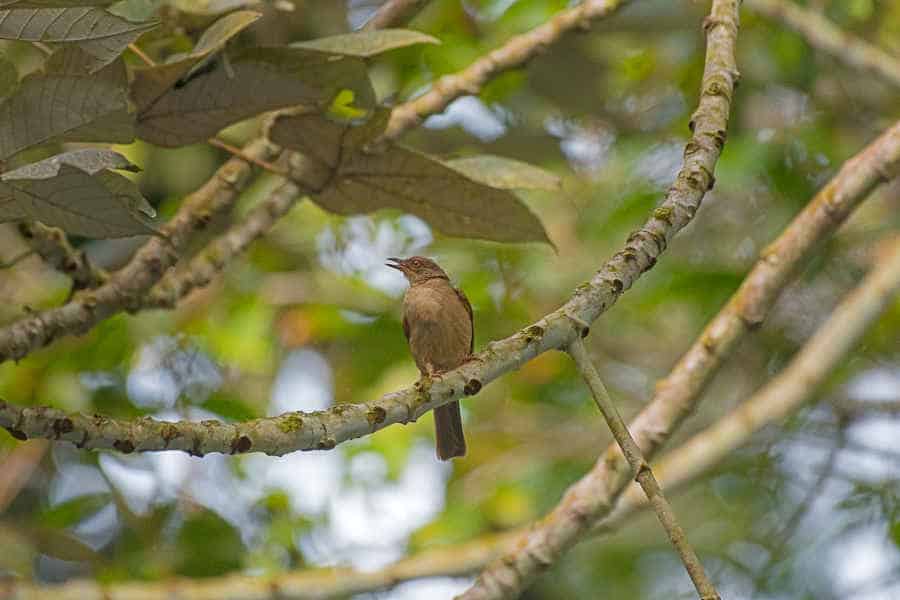 A picture of a red-eyed bul-bul