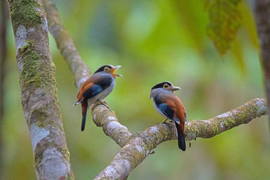 broadbill low