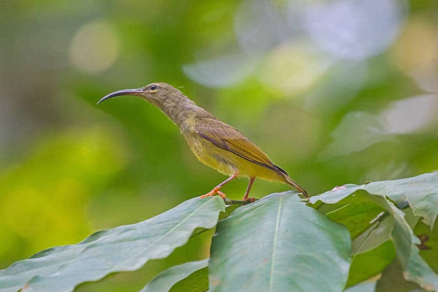 thick billed spiderhunter