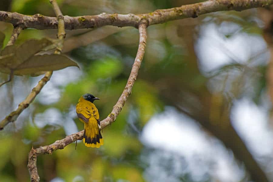 A picture of a black head bul-bul