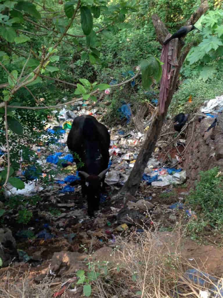 Plastics on beach with Cow Grazing