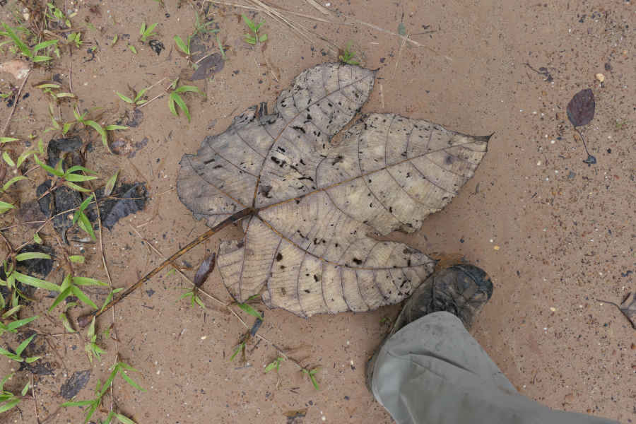 A picture of a dead leaf