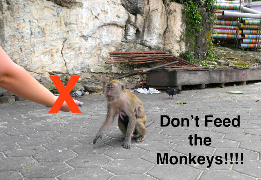 A picture stating to not feed the monkeys