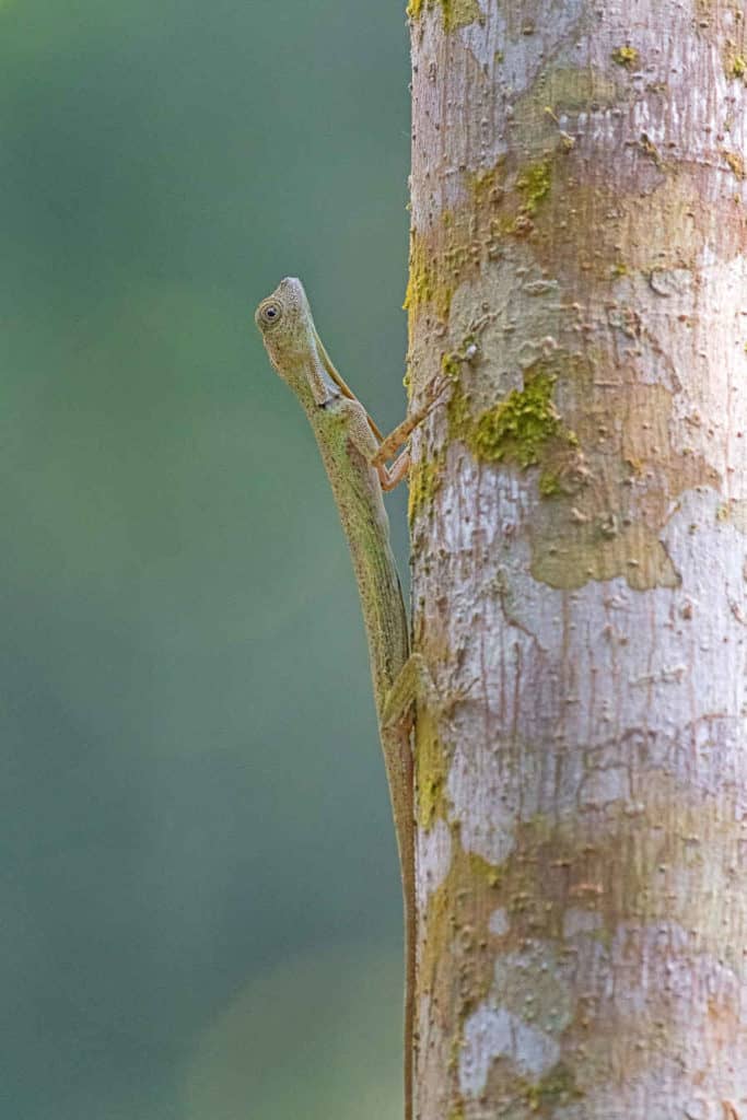 A closeup picture of a draco lizard