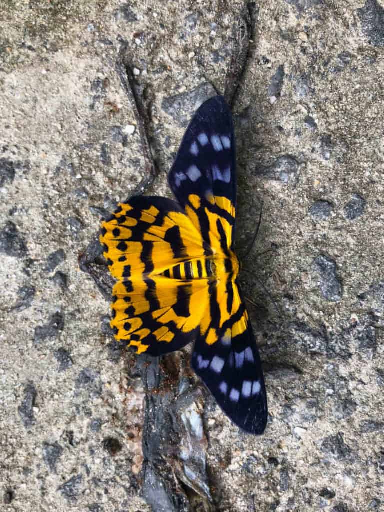 Emperor Moth