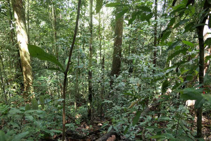 A picture of thick vegetation