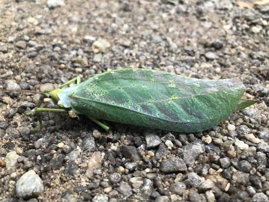 Dead katydid