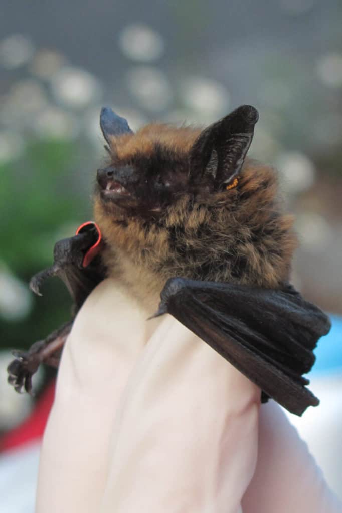 Lisa's favorite bat! The Eastern small-footed bat.