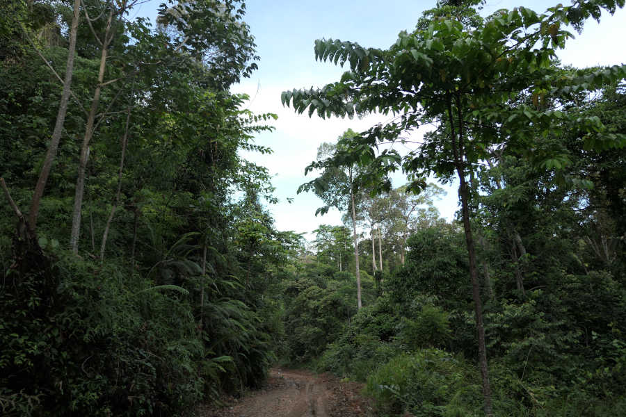 A picture of the forest with a pathway.