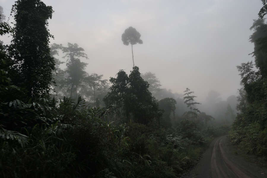 A thick mist emerging from the forest