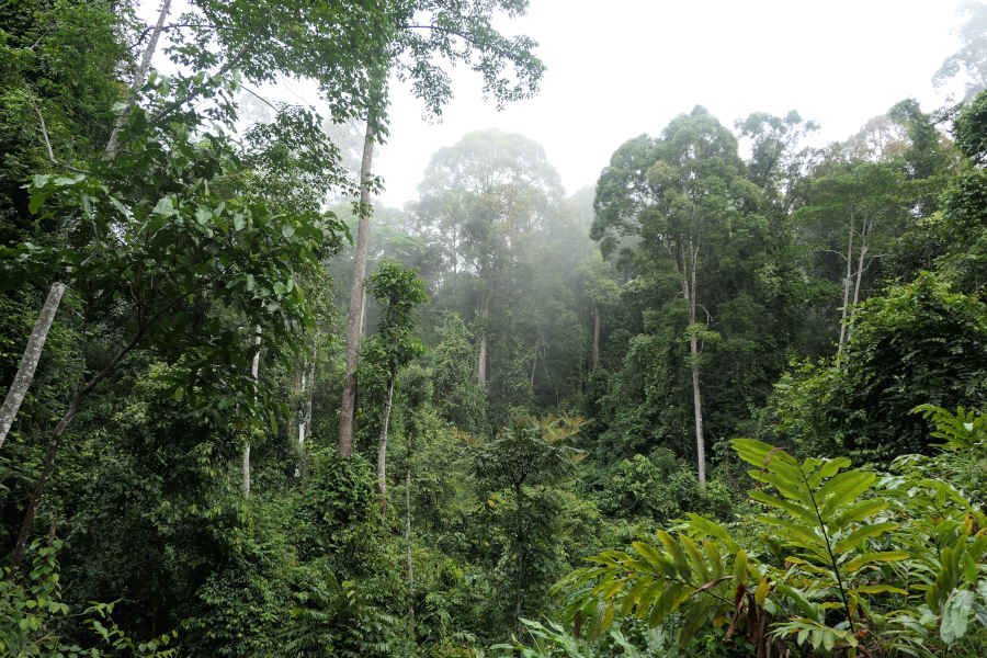 A picture of the forest with a bit of mist