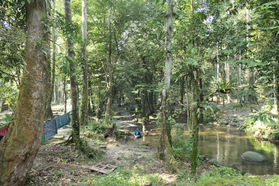 Sungai Congkak Forest