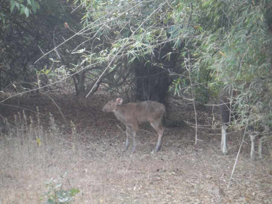 A picture of a baby gaur