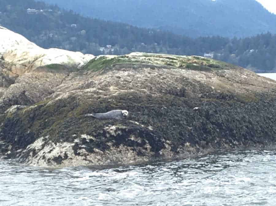 A picture of a seal stranded.