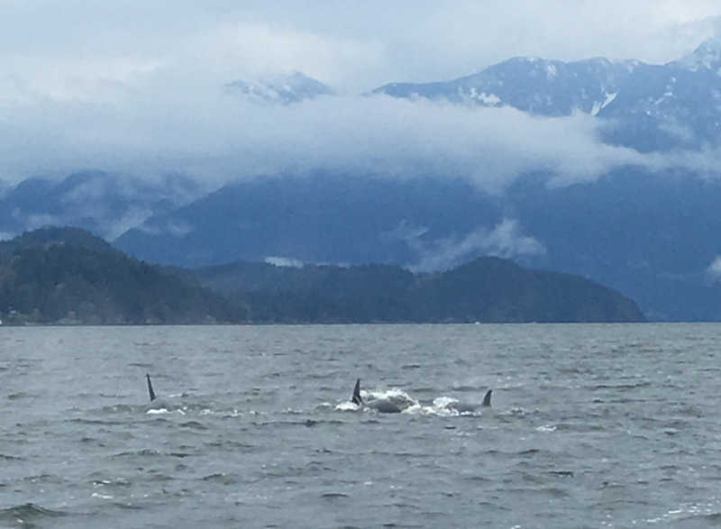 A picture of a group of orcas swimming
