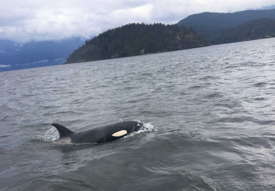 A picture of an orca swimming close by the boat.