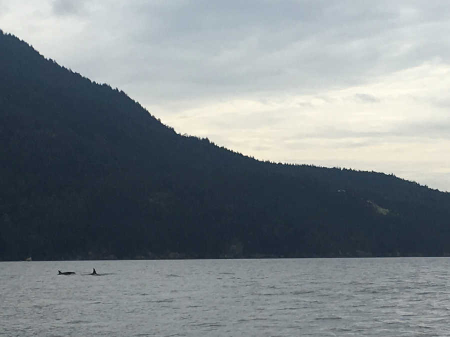A picture of orcas taken far away.