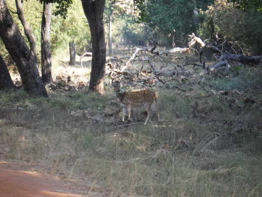 A picture of a spotted deer 