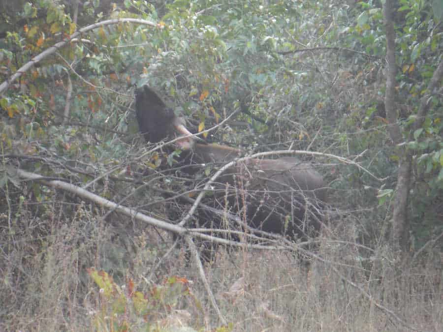 A picture of a gaur