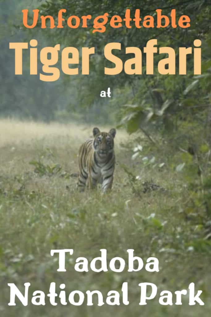 A giftcard of Tiger Safari Tadoba National Park