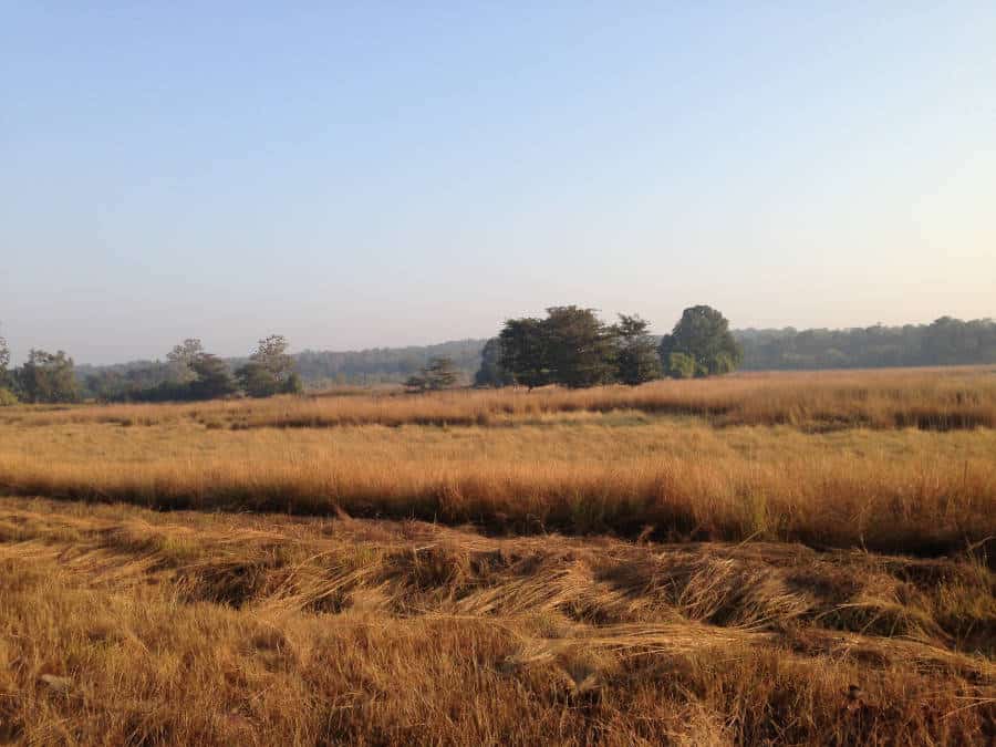 An image of a grasslands in Tadoba National Park