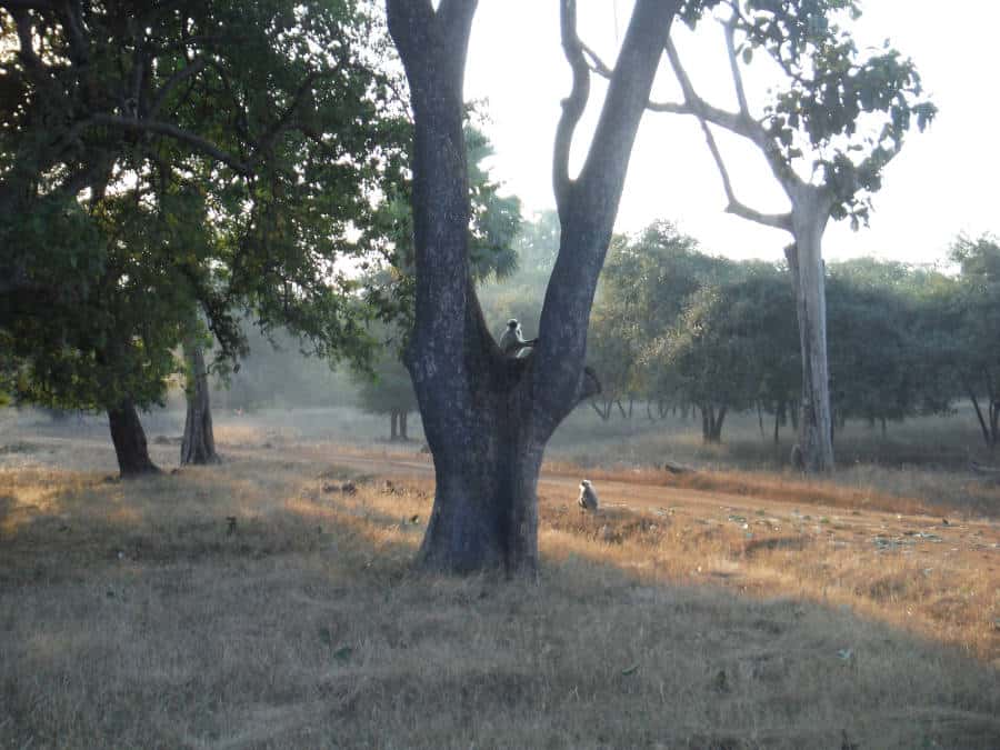 A picture of langur monkeys on a tree.