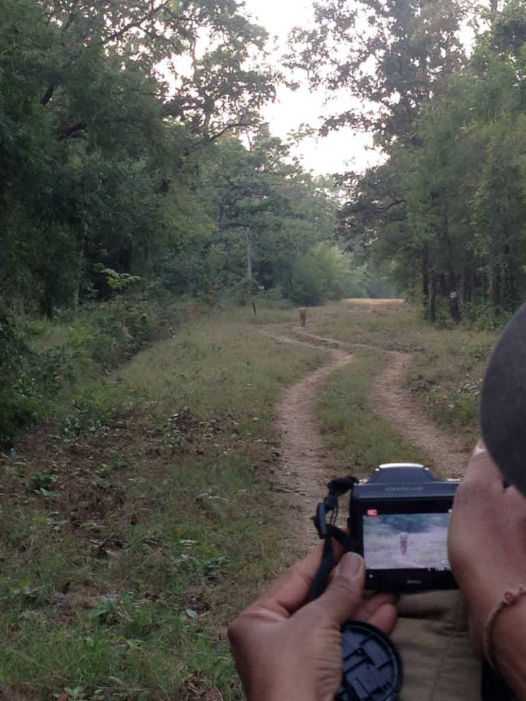 A picture of a man taking a photo of a tiger