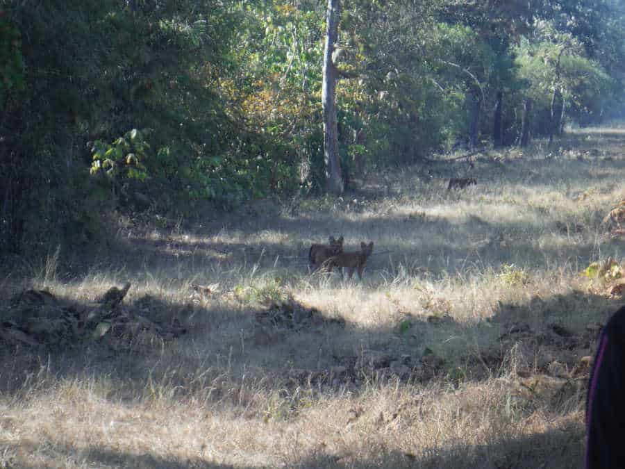 A picture of dholes running the grass