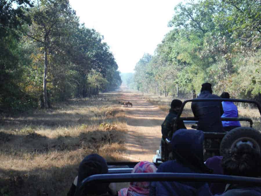 An image of a jeep with dholes in the middle of the road