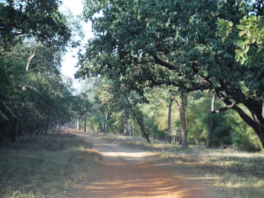 A picture of a forest with a road in the middle