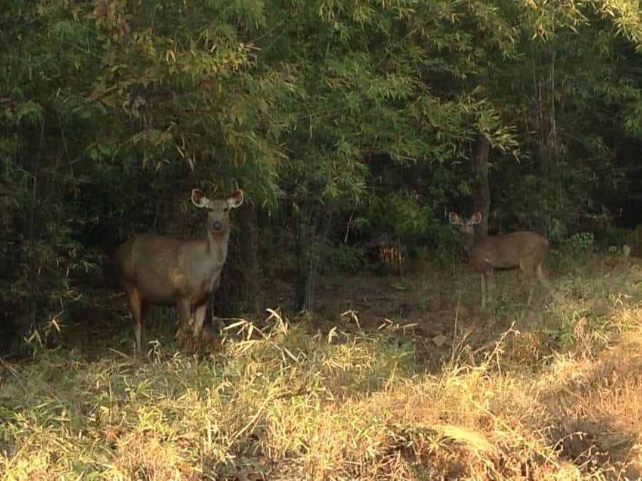 A picture of a sambar deer