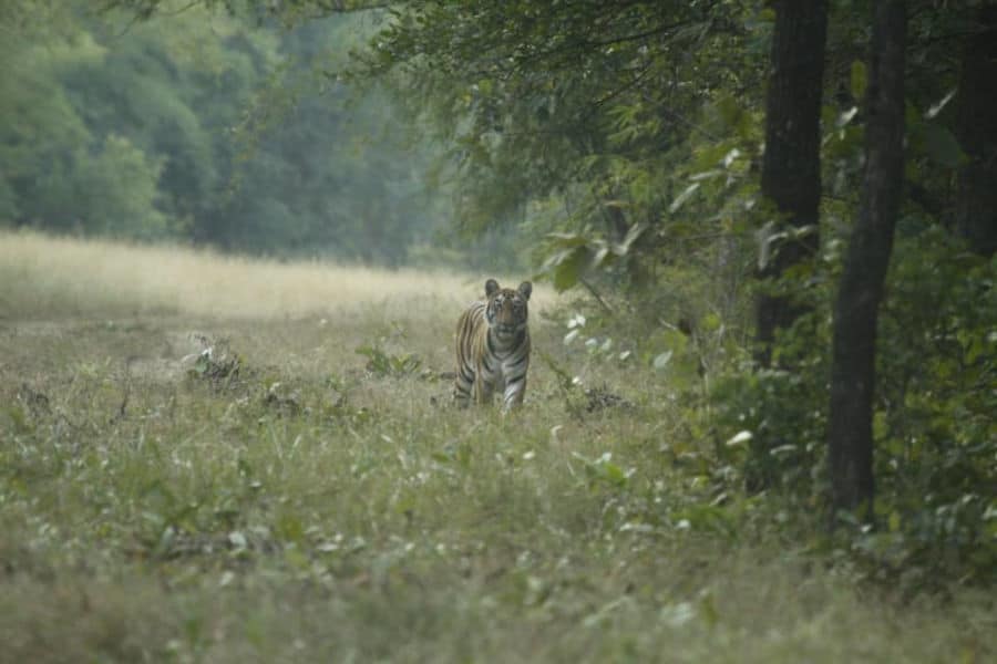 A picture of a tiger