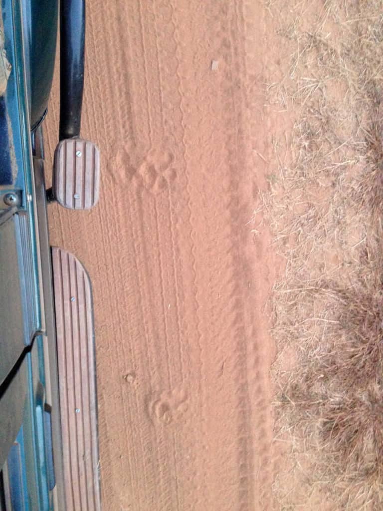 An image of a tiger foot prints in the sand