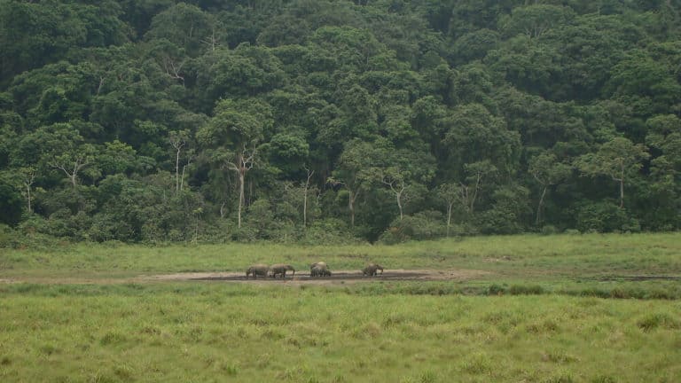 Forest elephants at Langue Bai in Ivindo National Park, Gabon.