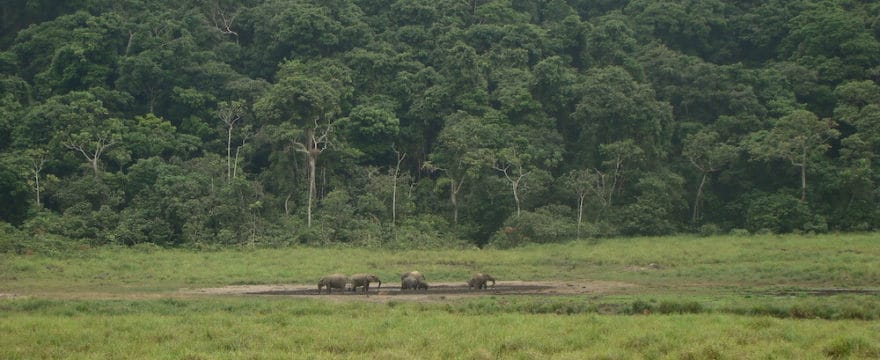 Forest elephants at Langue Bai in Ivindo National Park, Gabon.