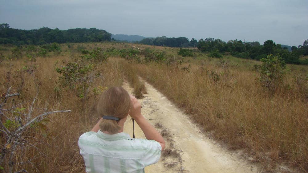 My advisor looking in the savannas for more elephant groups.