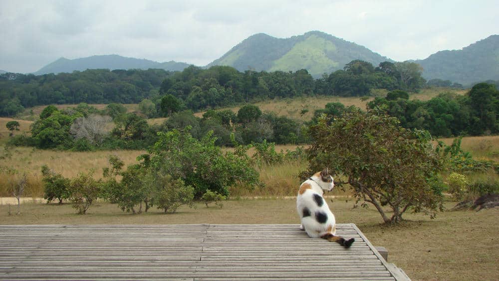 a picture of a cat in Lope National Park