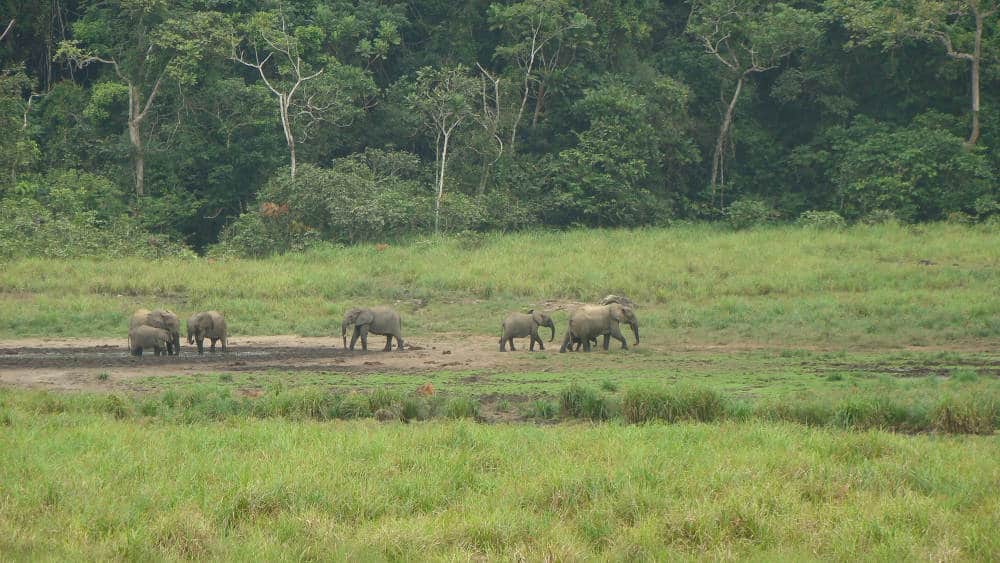 An elephant mom and her young leave the bai.