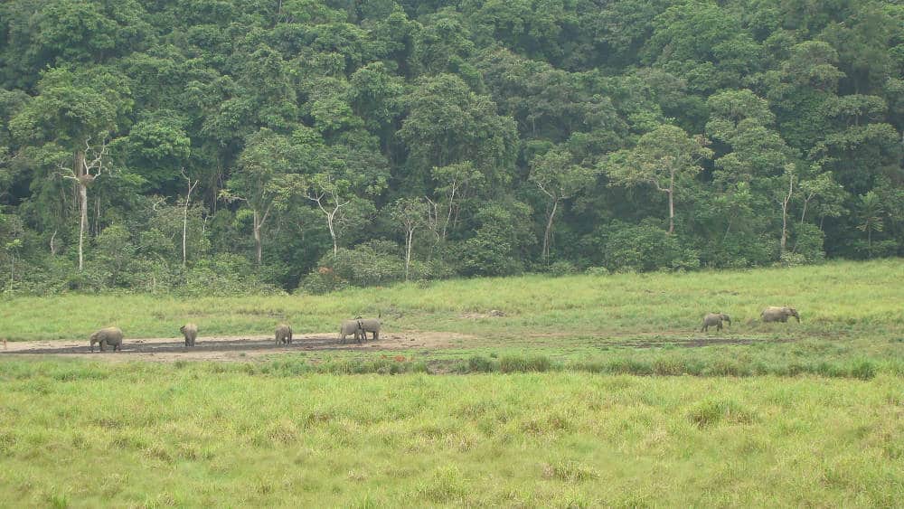 Langoué Bai is huge. The elephants move from one part of the bai to the other.