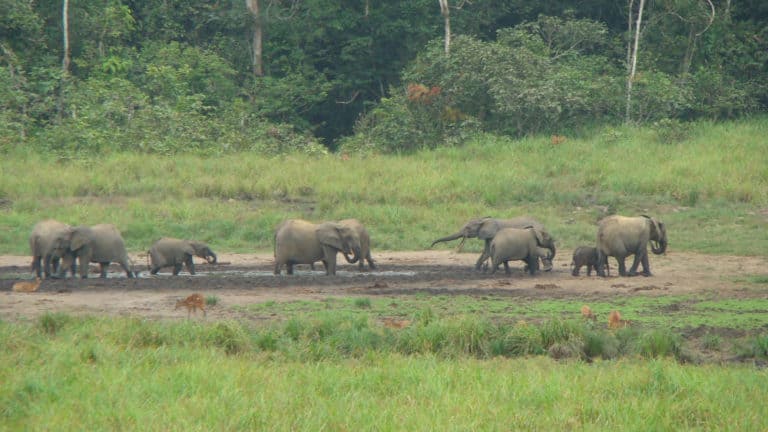 The elephants are enjoying the bai.
