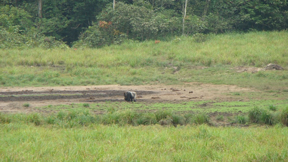 A picture of an elephant playing in the mud by itself