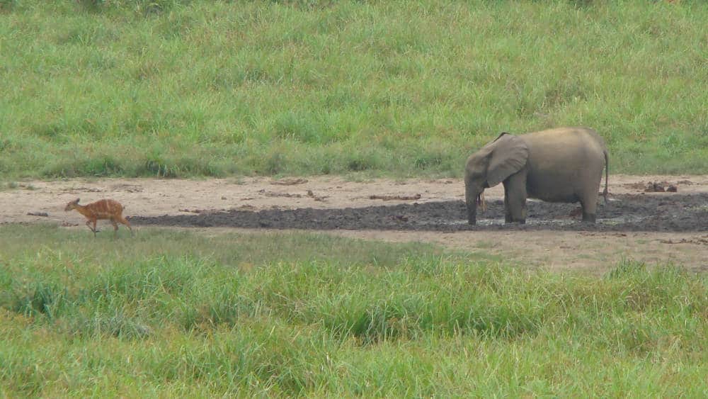 A forest elephant consumes soil and water from the bai while a sitatunga stands near.